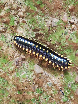 yellow spotted millipede graphic